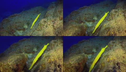 长笛鱼和黄色条纹喀什米尔笛鲷在寻找食物。高清在线视频素材下载