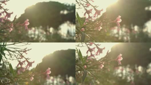 粉红色夹竹桃花在公园对着模糊的山高清在线视频素材下载
