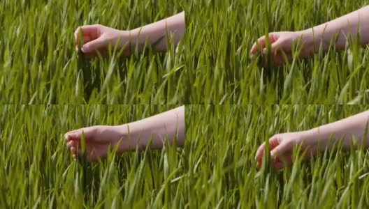农业，妇女在农场用手触摸小麦作物高清在线视频素材下载