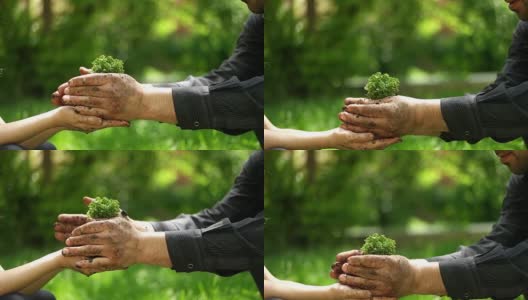 两只手牵着一株绿色的幼苗高清在线视频素材下载