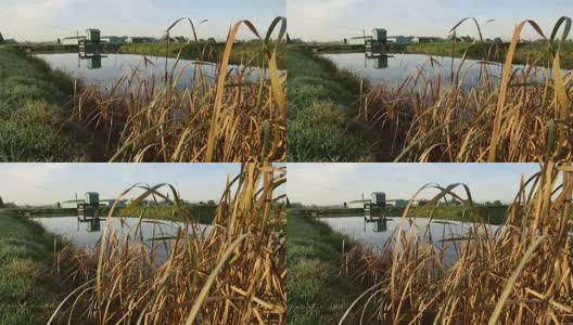 清晨的蔓越莓沼泽拍摄高清在线视频素材下载