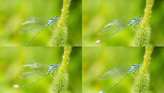 草上的蜻蜓，特写高清在线视频素材下载