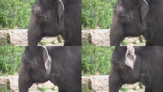 大象在树荫下放松(高清)高清在线视频素材下载