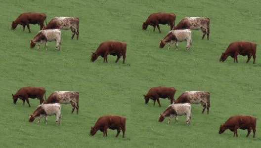 一个明媚的春日下午，田里的肉牛高清在线视频素材下载