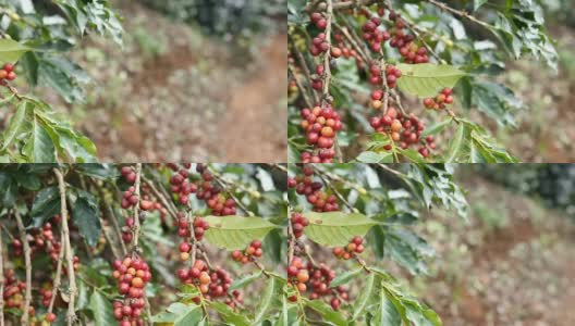 咖啡农民正在收获咖啡豆高清在线视频素材下载