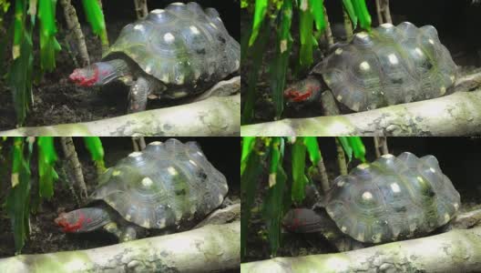 红海龟。Trachemys scripta线虫高清在线视频素材下载