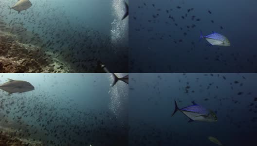 鱼群和金枪鱼水下在马尔代夫反射太阳的背景。高清在线视频素材下载