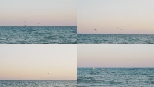 日落时海鸥在海面上飞翔高清在线视频素材下载