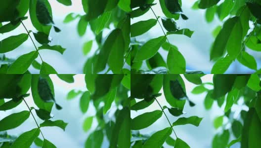 森林里的夏雨。水珠从坚果树的绿叶上滴落下来。4 k高清在线视频素材下载