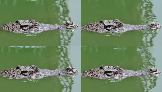 鳄鱼在绿色的沼泽水里游泳高清在线视频素材下载