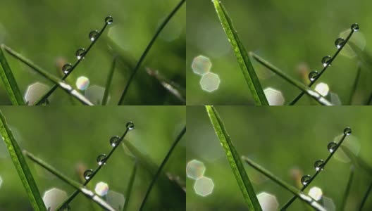 美丽的露珠落在新鲜的绿草上。拍摄于冬天解冻后一个温暖的春天的早晨高清在线视频素材下载
