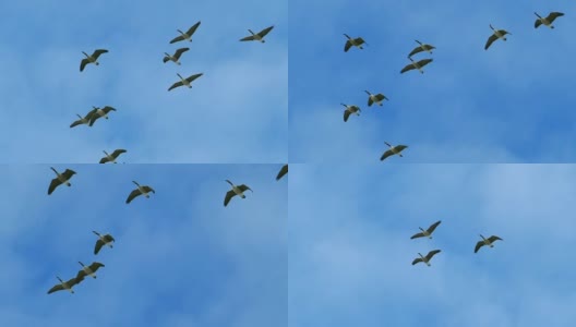 优雅的雁群慢镜头飞行高清在线视频素材下载