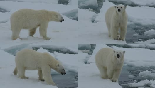 北极熊在冰上高清在线视频素材下载
