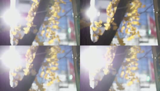 模糊多风的秋日黄银树在城市的城市建筑场景高清在线视频素材下载