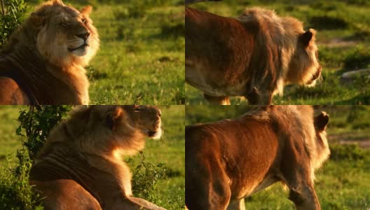一只年轻的雄狮和母狮在马赛马拉休息高清在线视频素材下载
