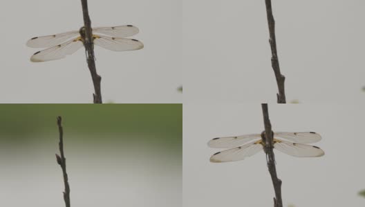 四斑羚(Libellula quadrimaculata) -兴安自然保护区高清在线视频素材下载