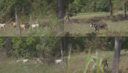 一群牛走在中西部农村的田野上。高清在线视频素材下载