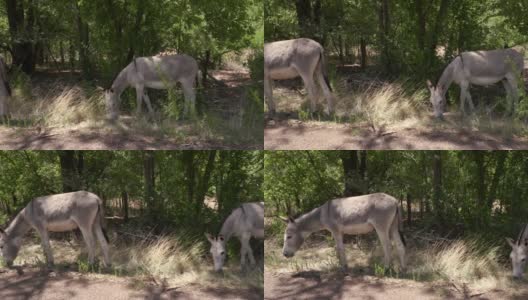 奔跑的驴子高清在线视频素材下载