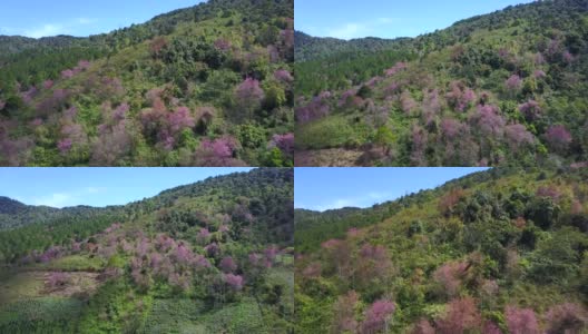 从空中拍摄越南岘港市的琅边山，樱花盛开高清在线视频素材下载