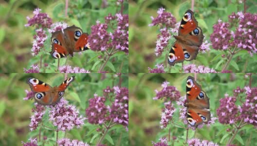 在粉红色花朵上寻找花蜜的红色蛱蝶科蝴蝶高清在线视频素材下载