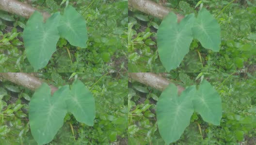 芋头叶子上的雨。在大雨季节，雨落在花园的葡萄叶上。自然背景。低角度的观点。高清在线视频素材下载