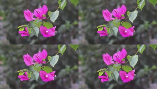 九重葛开花，叶有纹理。粉红色紫色背景高清在线视频素材下载