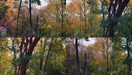 秋天的后院树木繁茂的Hyperlapse高清在线视频素材下载