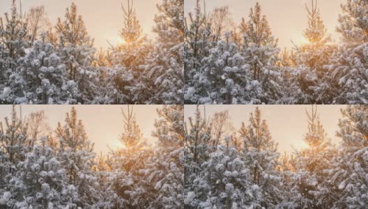 令人惊叹的冬季景观与浪漫的雾蒙蒙的日落。冬天的森林里有软绵绵的雪。高清在线视频素材下载