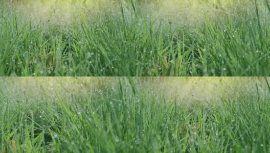 在一个阳光明媚的早晨，绿色的春草里有大的露珠。存在影响。4 k慢动作。高清在线视频素材下载