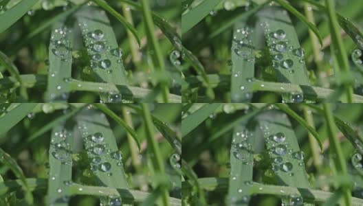 水珠落在绿色的草叶上高清在线视频素材下载