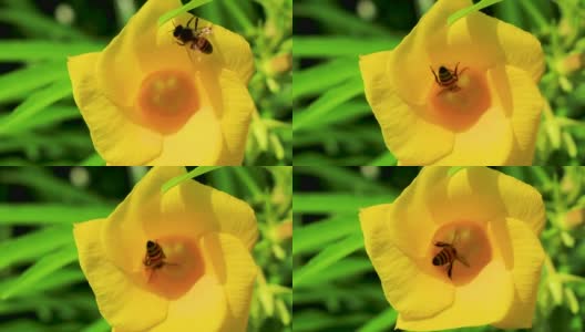 在墨西哥，蜜蜂爬着飞进黄色夹竹桃花。高清在线视频素材下载