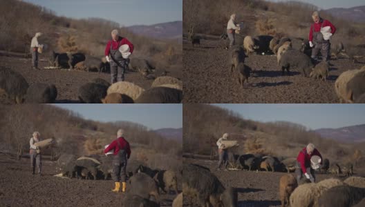 辛勤工作的高级农民，在农场喂着芒果树猪高清在线视频素材下载
