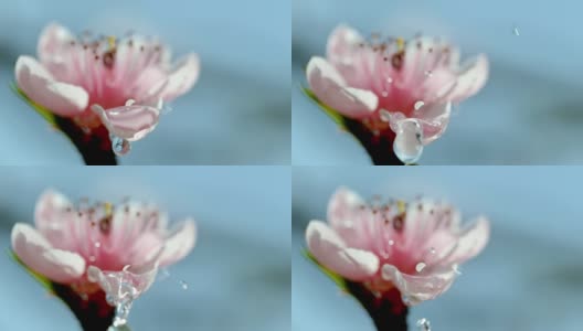 水滴落在花上高清在线视频素材下载