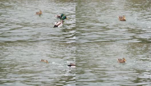 鸭鸟兽在湖水中，慢镜头高清在线视频素材下载