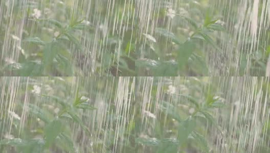夏天大雨倾盆，雨点纷飞，装饰灌木的雨喷射器。高清在线视频素材下载