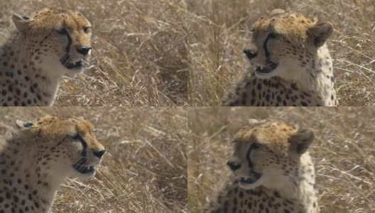 猎豹在肯尼亚马赛马拉四处寻找的特写镜头高清在线视频素材下载