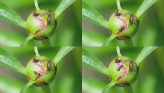 牡丹花蕾特写高清在线视频素材下载