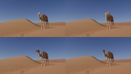 阿曼:孤独的骆驼站在沙丘旁边高清在线视频素材下载