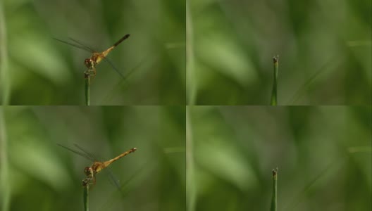 慢镜头中的蜻蜓起飞高清在线视频素材下载