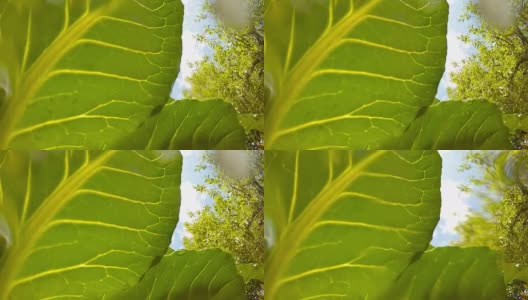 从青蛙的角度在菜园浇水或下雨。农业、种植和园艺主题。高清在线视频素材下载