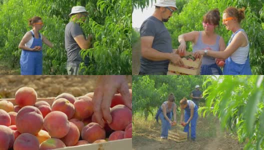 工人们在田里采摘桃子高清在线视频素材下载