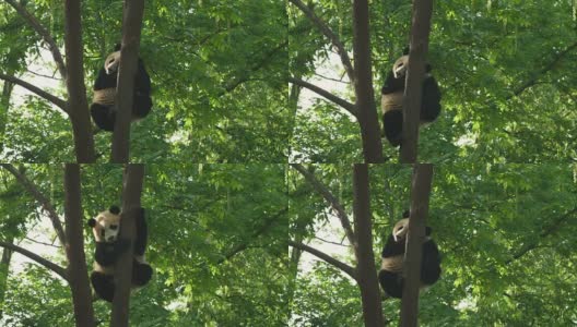 树上可爱的熊猫宝宝高清在线视频素材下载