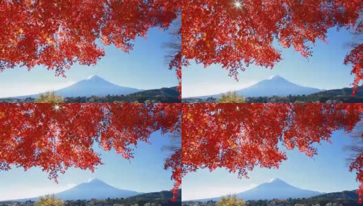 富士山的秋叶景观高清在线视频素材下载
