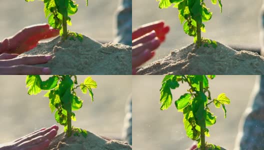 植树节在沙里。近距离高清在线视频素材下载
