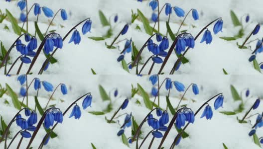 雪下的蓝色小花高清在线视频素材下载