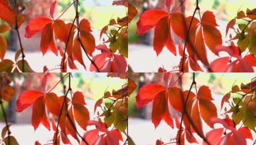 秋红色的叶在弗吉尼亚的爬山虎高清在线视频素材下载