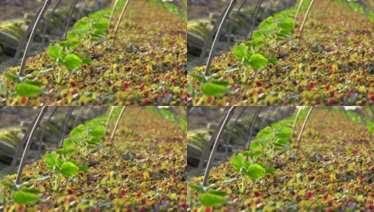 可食用苋菜(Amaranthus tricolor L.)幼苗在阳光下的农田高清在线视频素材下载