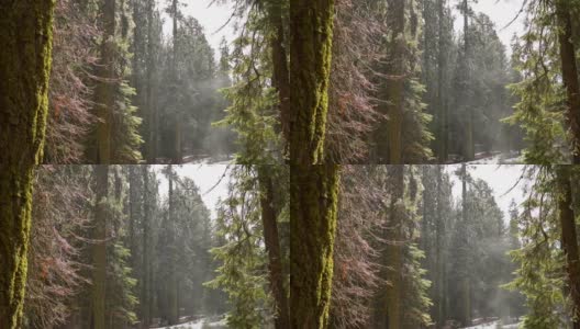雪林里的雨。覆盖着苔藓的树皮。慢动作镜头高清在线视频素材下载
