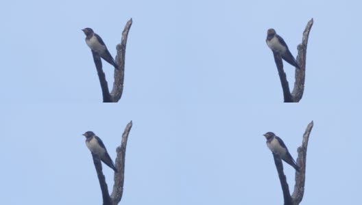 Barn swallow (Hirundo rustica)——俄罗斯Voronezh高清在线视频素材下载