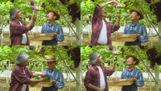 在阳光明媚的日子里，两名亚洲老人和他的兄弟一家在悬挂的葡萄藤花园里检查和照料葡萄植株。快乐的男园丁准备在葡萄园收获成熟的有机葡萄。高清在线视频素材下载